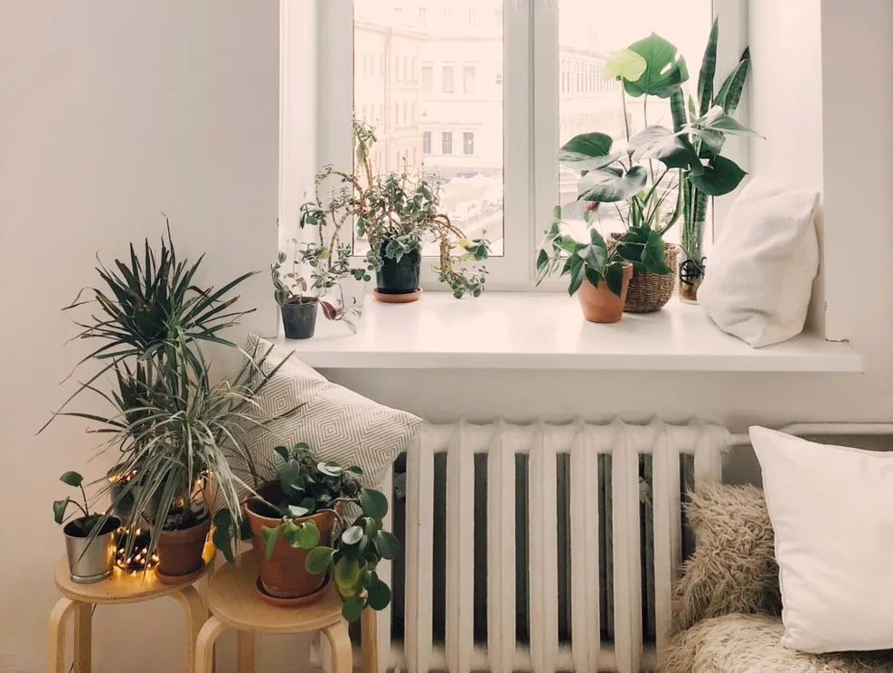 photo-of-green-leaf-potted-plants-on-window-and-stand-930004